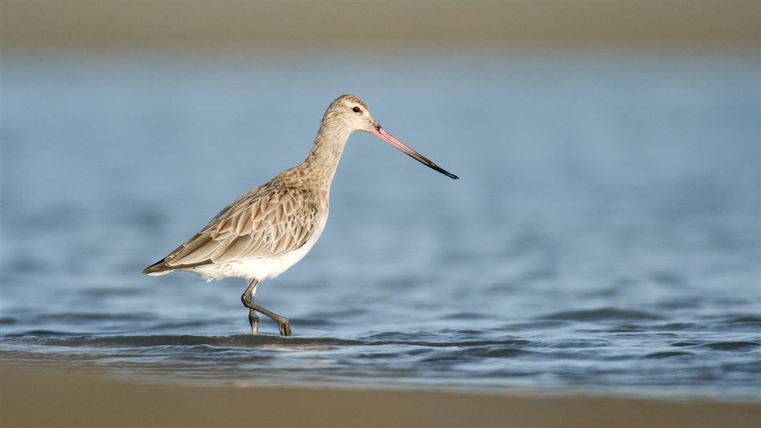 Bar-tailed godwit