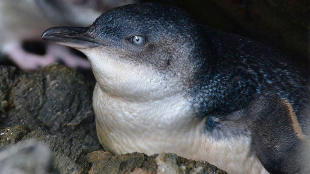 Kororā/little blue penguins 