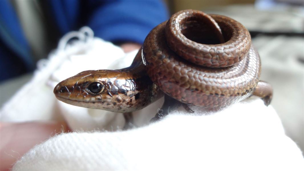 Chesterfield skink with tightly curled tail. 