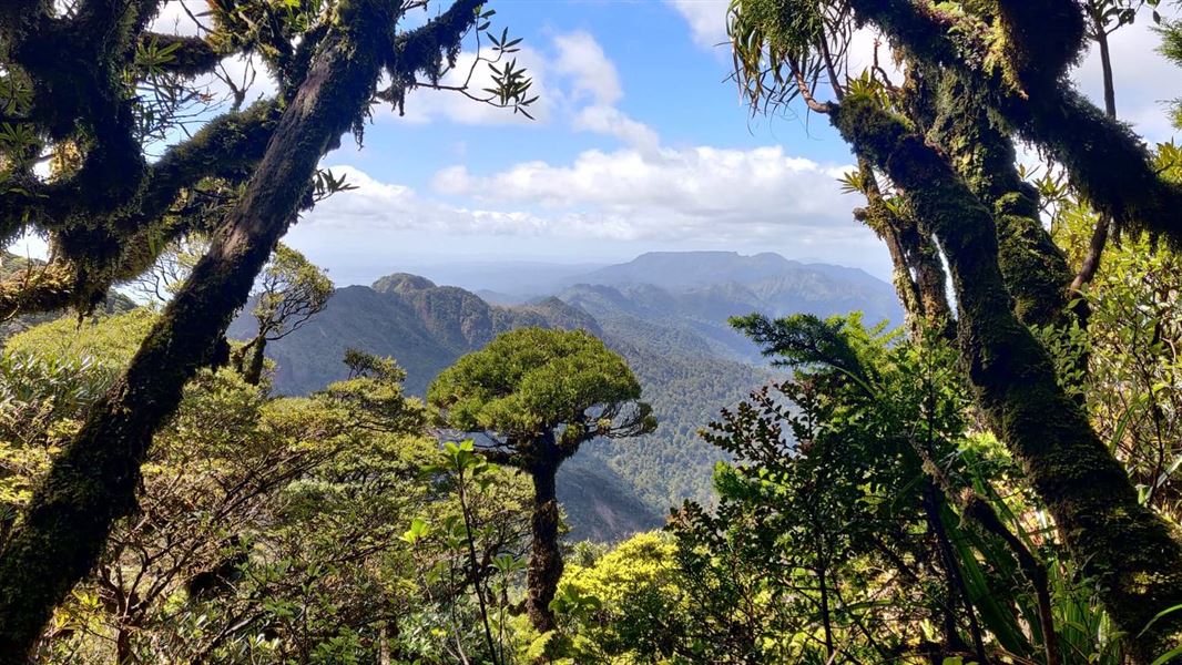 A rolling landscape of trees and mountains, framed by tall moss covered branches.