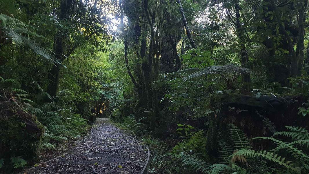 Potaema Track, Te Papa-Kura-o-Taranaki, Taranaki region