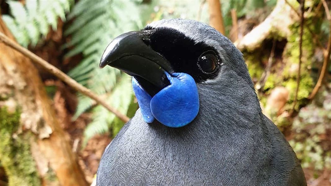 Close up of the kōkako with its navy blue wattle under its beak.