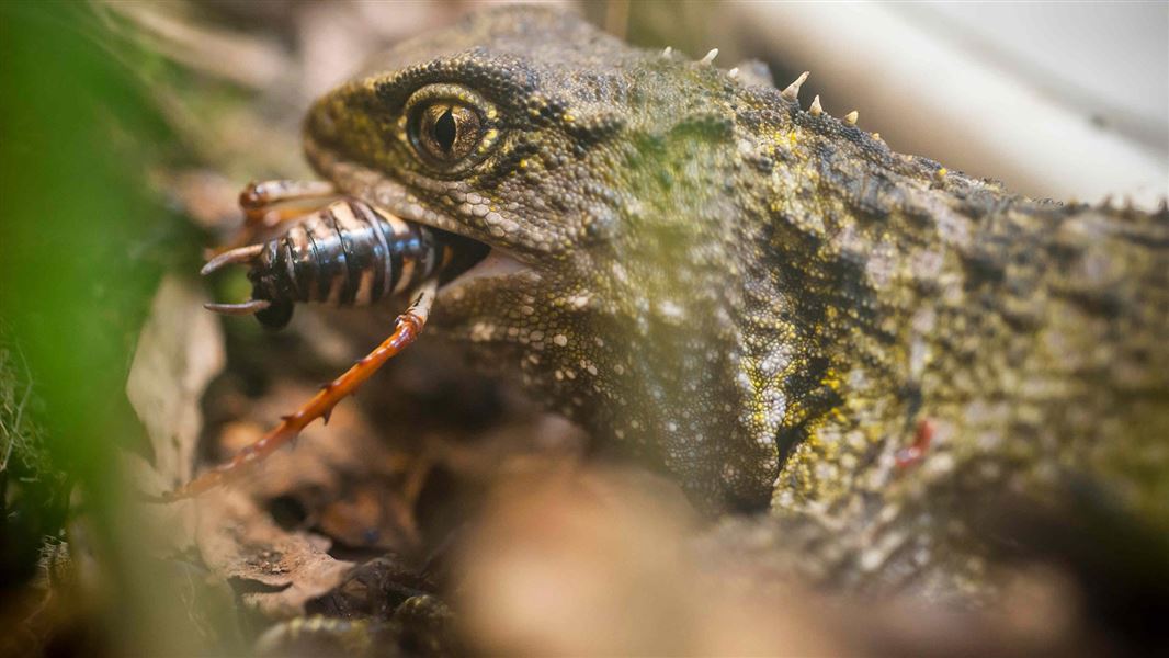 Tuatara eating a weta. 