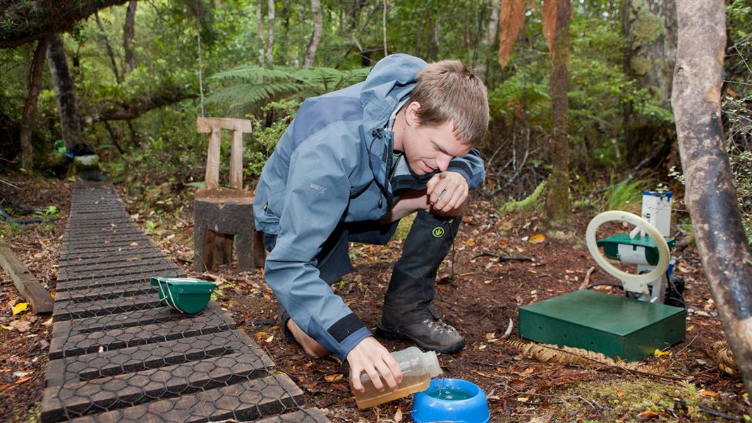 A volunteer tops up a feeding station. 