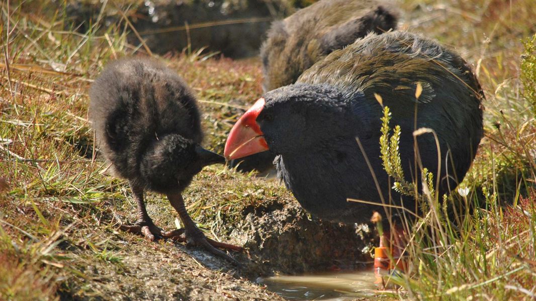 Takahē bird feeds chick.