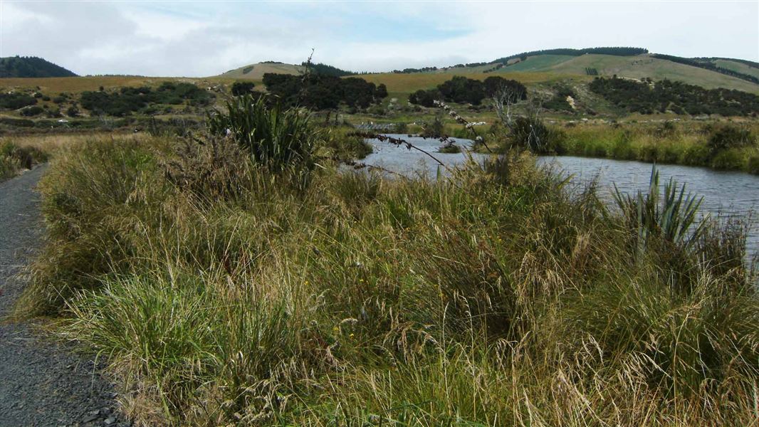 Titri Creek Track. 