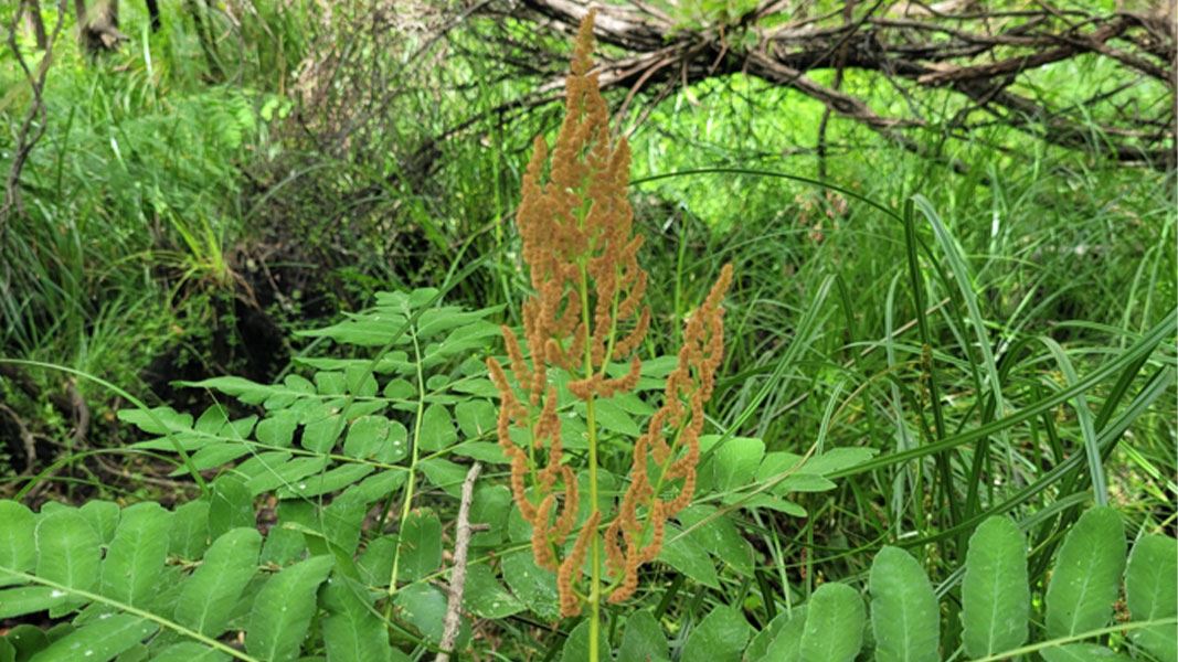 Royal fern in Whangamarino Wetland showing the distinctive brown fertile fronds. 