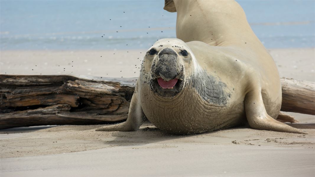 Elephant seal on the Chatham Islands