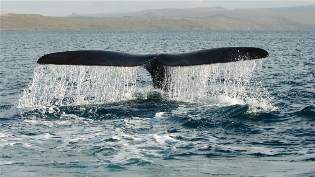 Fluke of Southern Right whale. 