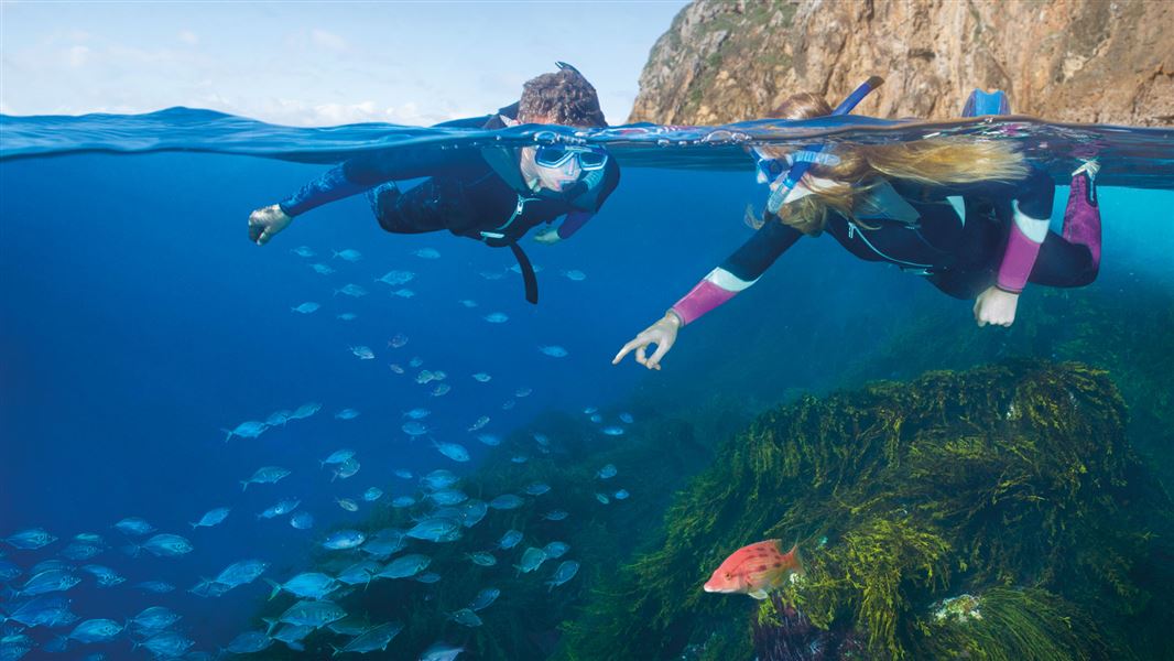 Snorkelling, Poor Knights Island Marine Reserve