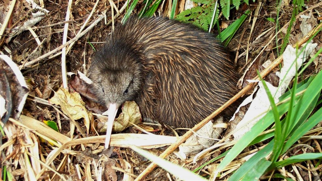 Mt Moehau brown kiwi.