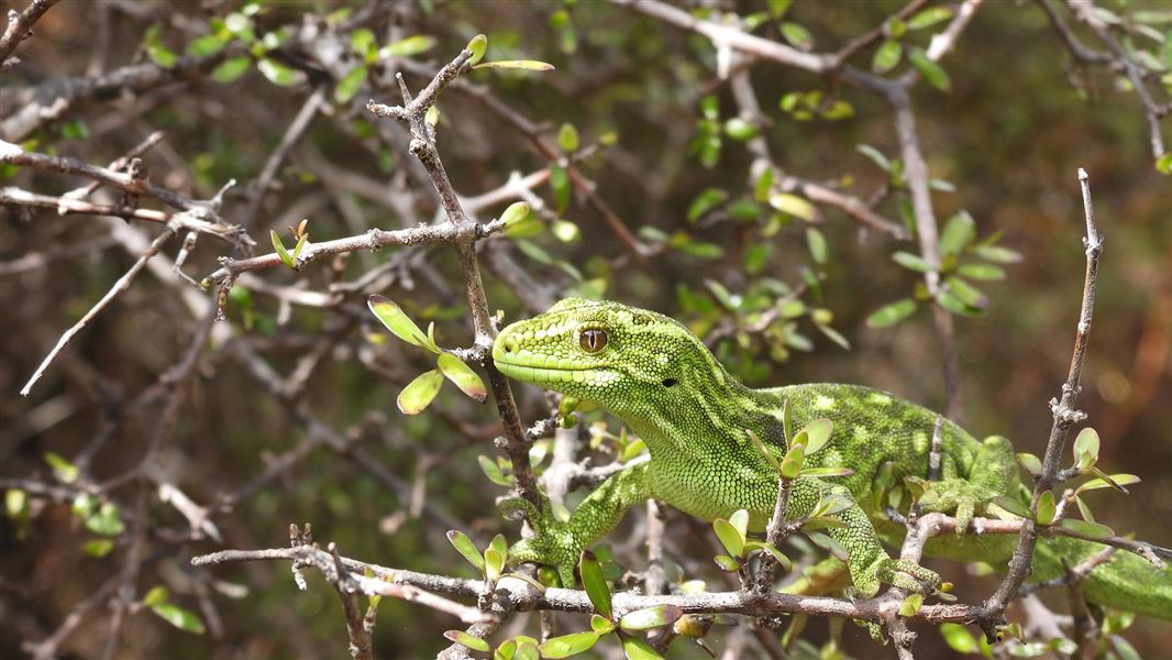 West Coast green gecko