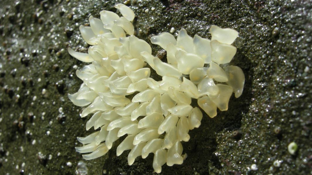 Marine snail eggs.