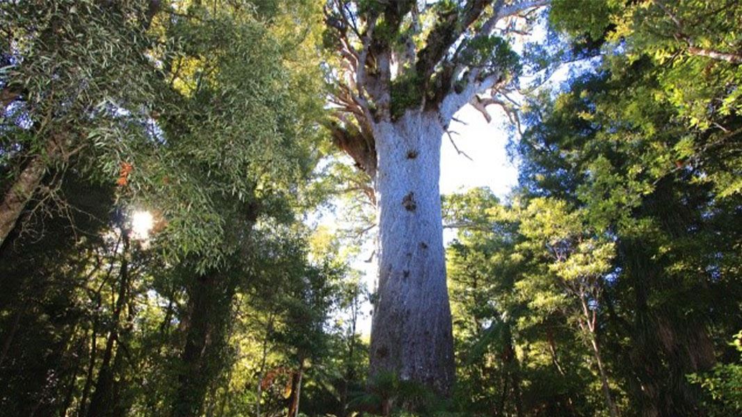 Tāne Mahuta