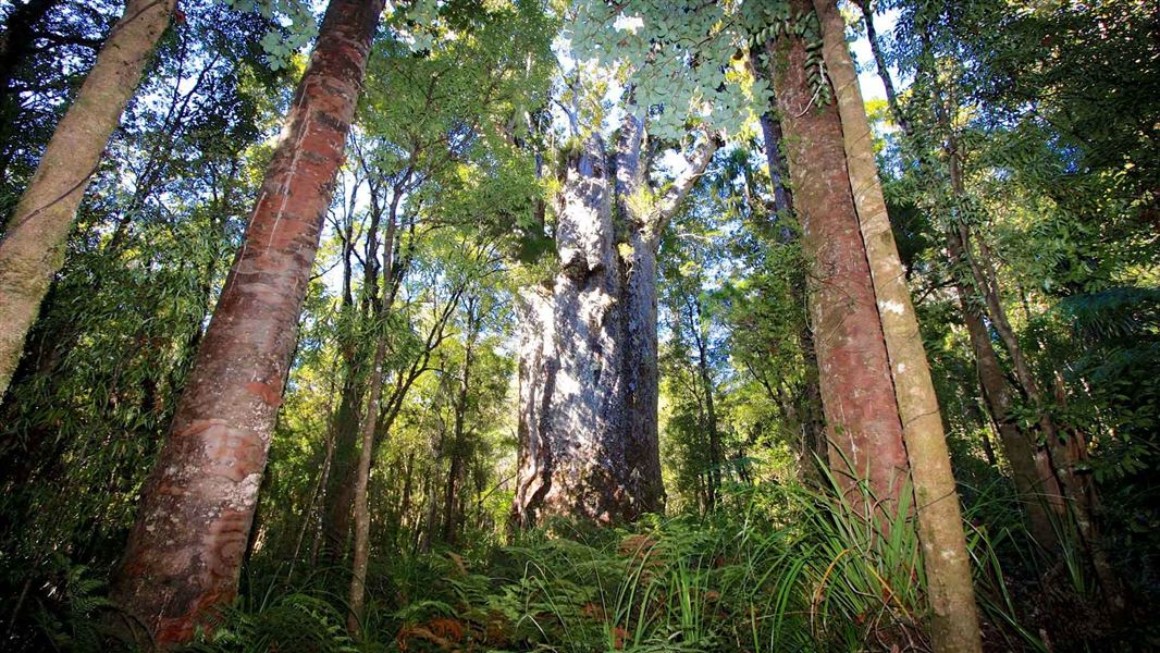 Te Matua Ngahere. 