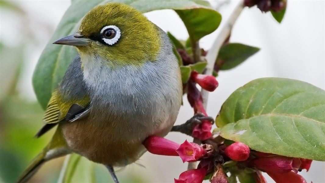 Silvereye. 