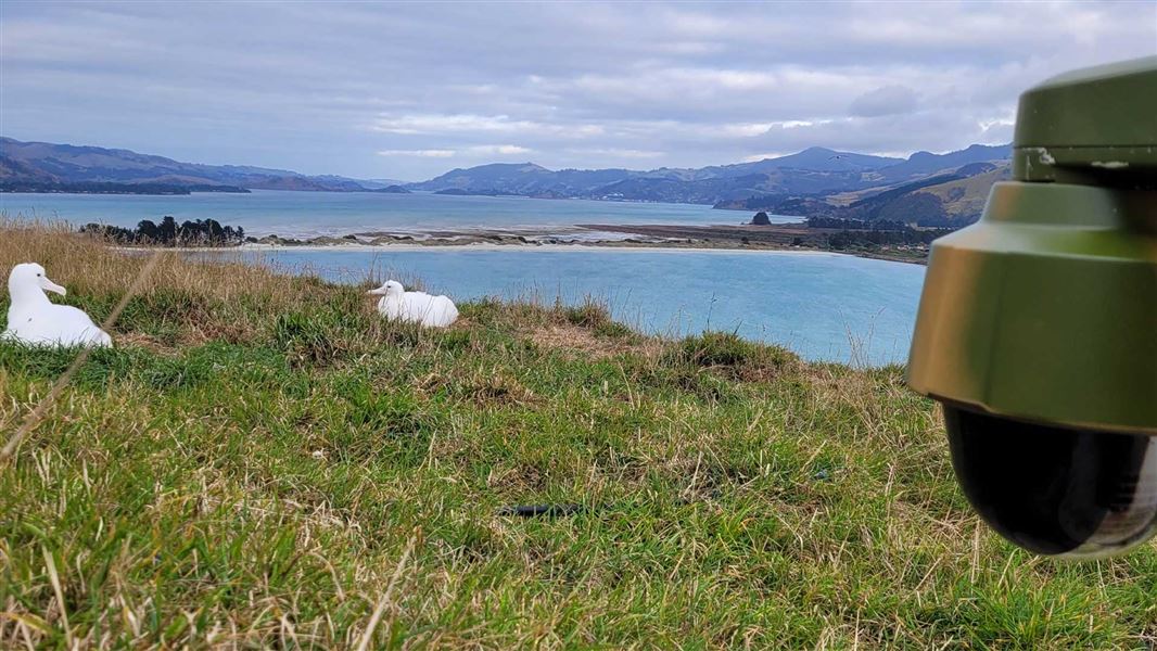 Upgraded Axis cam looking at two male toroa chicks