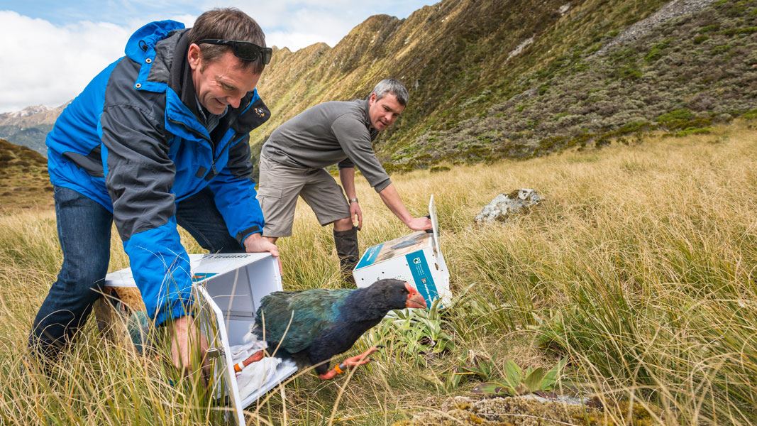 Takahē release, Murchison Mountains, Lake Te Anau. 