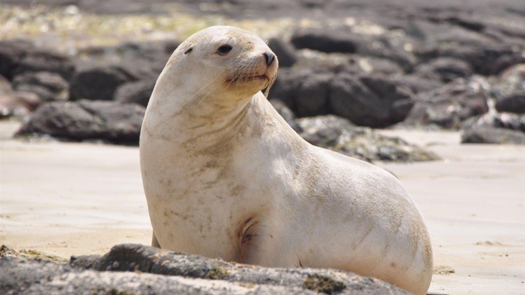 A rāpoka/NZ sea lion looking around on a beach