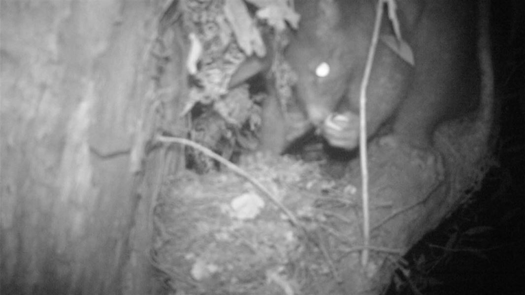 A CC-TV image of a possum eating eggs from a nest