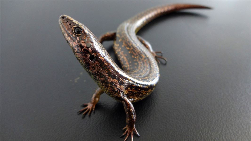 A close up of a Kapitia/Chesterfield skink on a grey table.