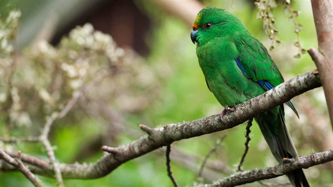 Kākāriki karaka / Orange-fronted parakeet