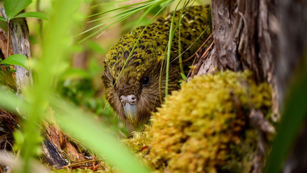 Kākāpō in the bush. 