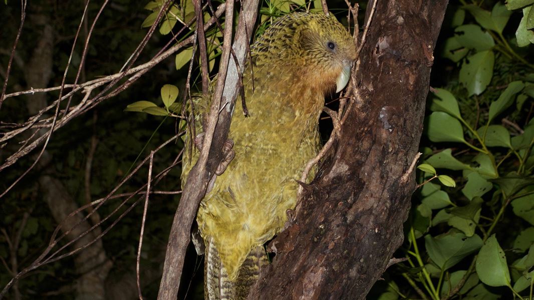 A kākāpō climbs a tree. 