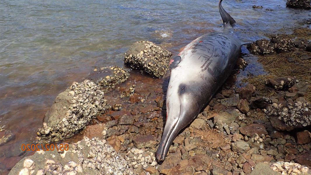 One Gray’s beaked whale lying on shore