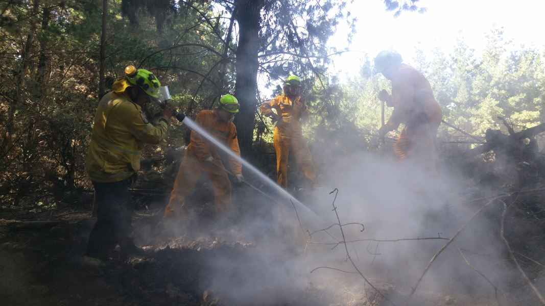 Firefighters hosing down small smokey fire in a forest. 