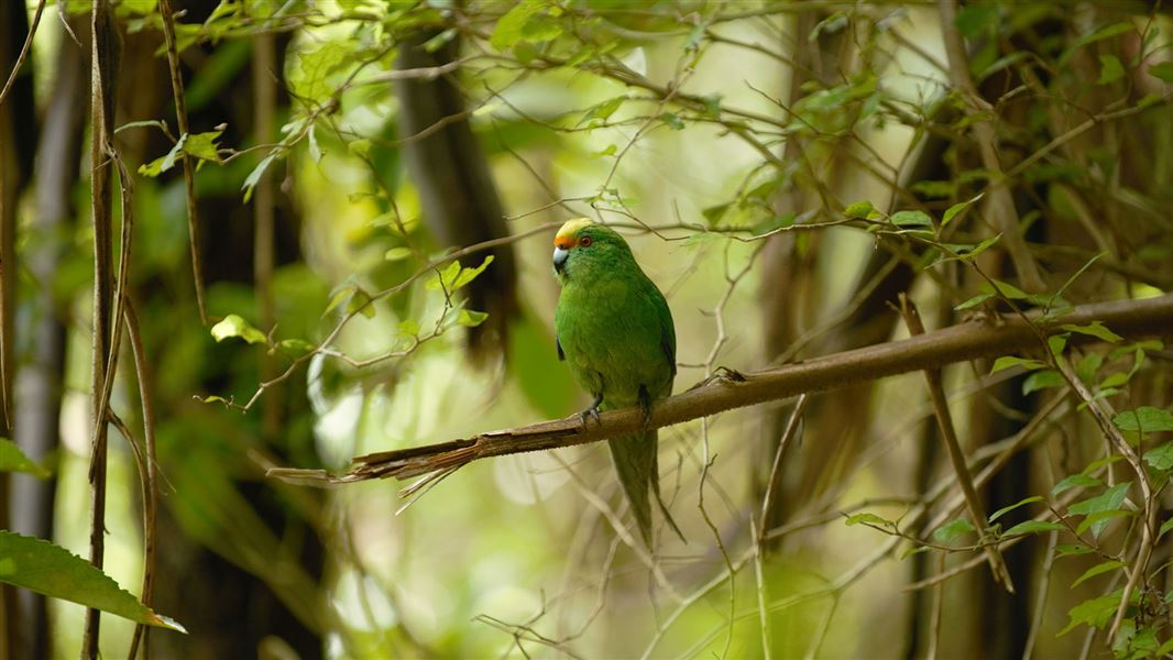 Kakariki karaka on Oruawairua/Blumine Island