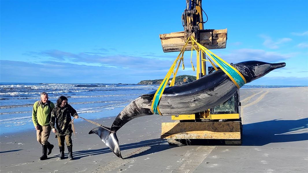 DOC ranger Jim Fyfe and mana whenua ranger Tūmai Cassidy walk alongside a rare spade-toothed whale, being moved by Trevor King Earthmoving. 