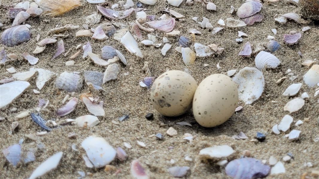 Two 3D printed dummy eggs holding a nest at Mangawhai.