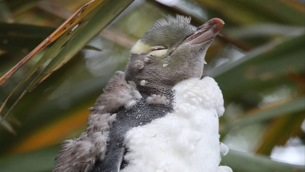 Hoiho penguin moulting.