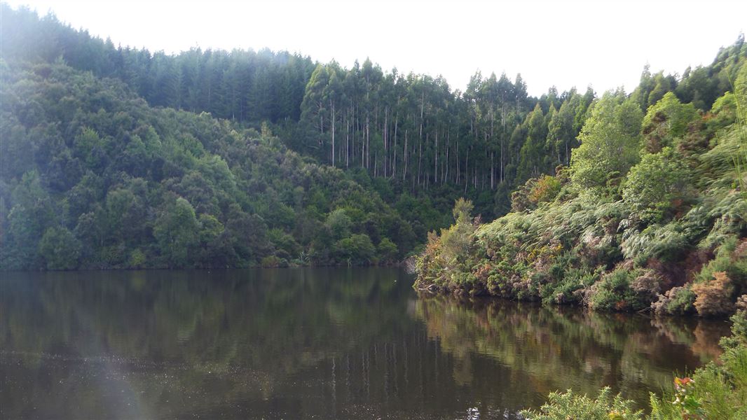 Trees on hill by lake.