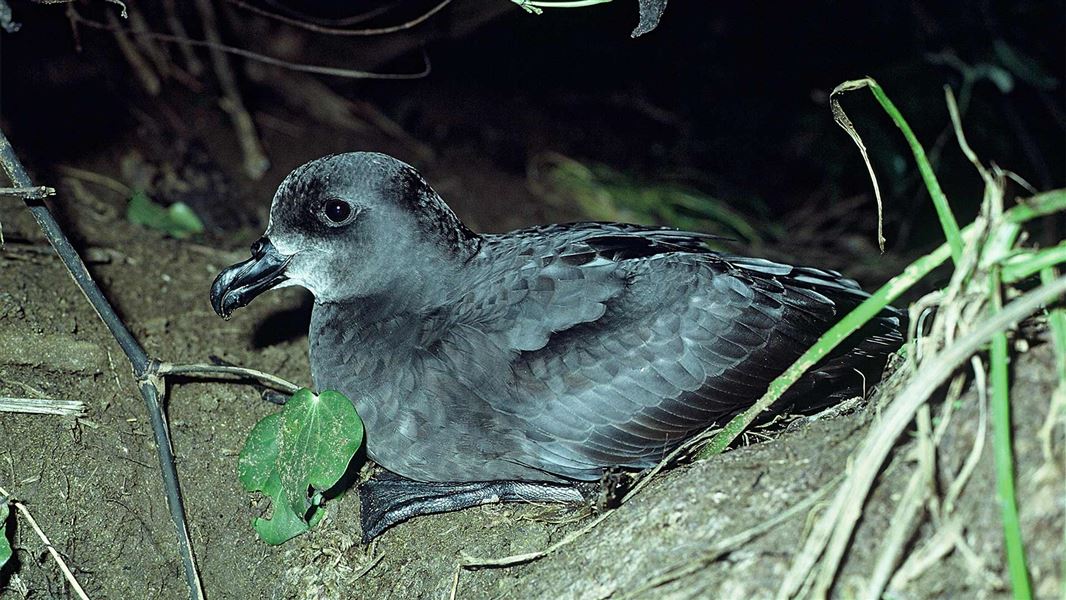 Grey-faced petrel