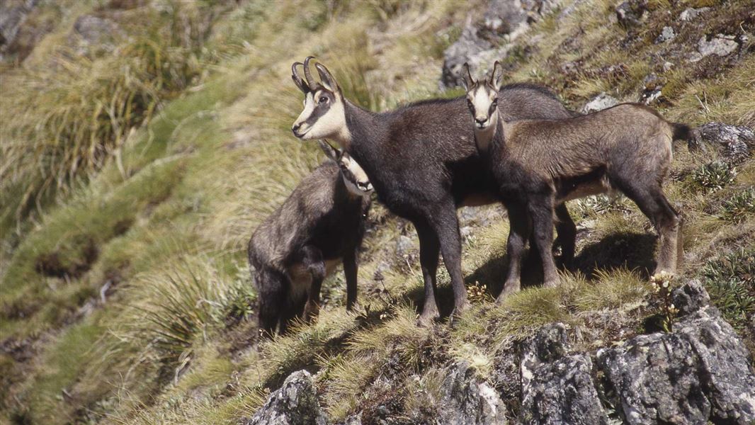 Chamois