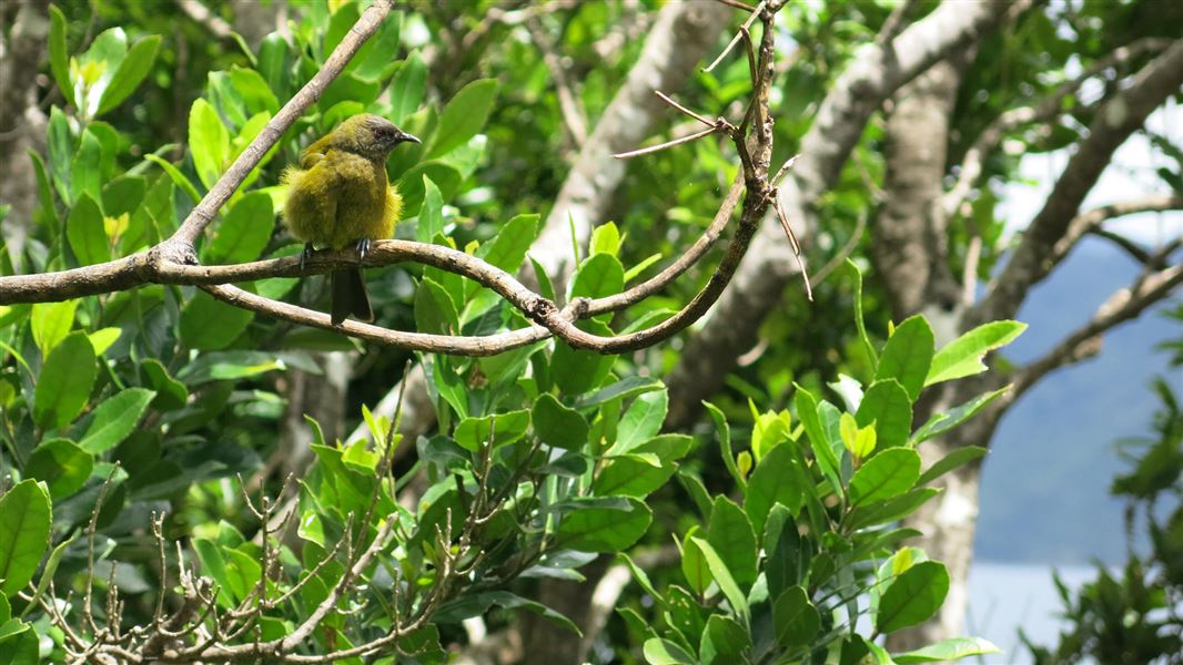 Bellbird/korimako on Blumine Island. 