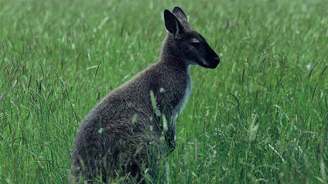 Red-necked wallaby. 