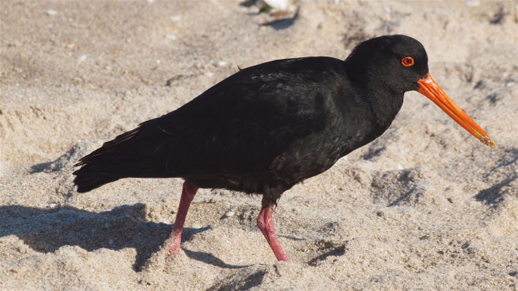 Oystercatcher/tōrea pango