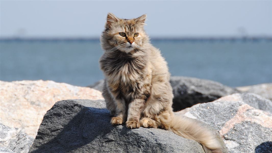 Cat sitting by the beach