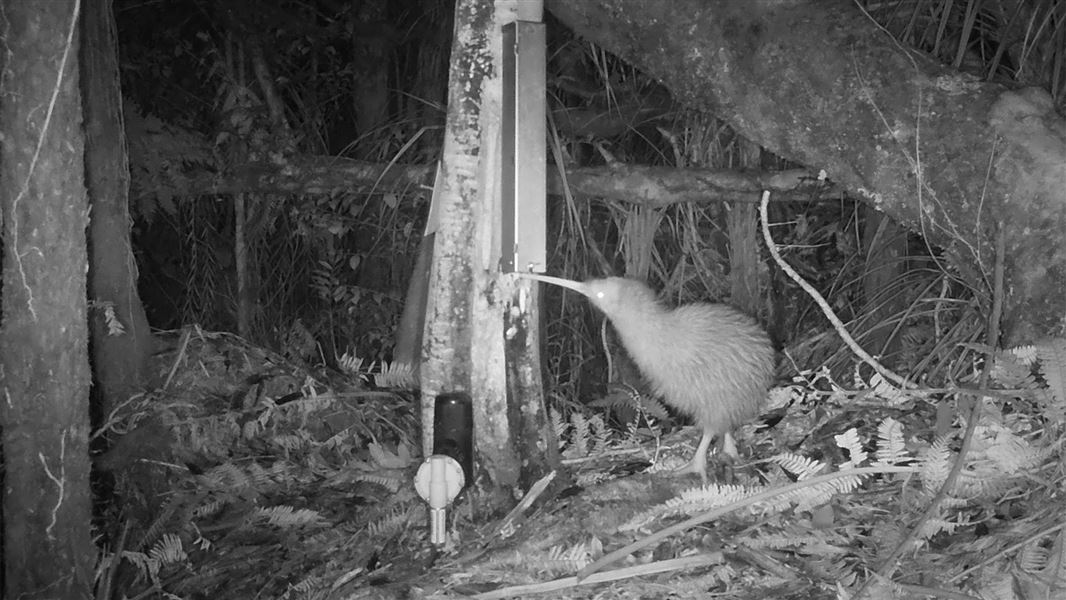 Kiwi on trail cam at Kaitake. 
