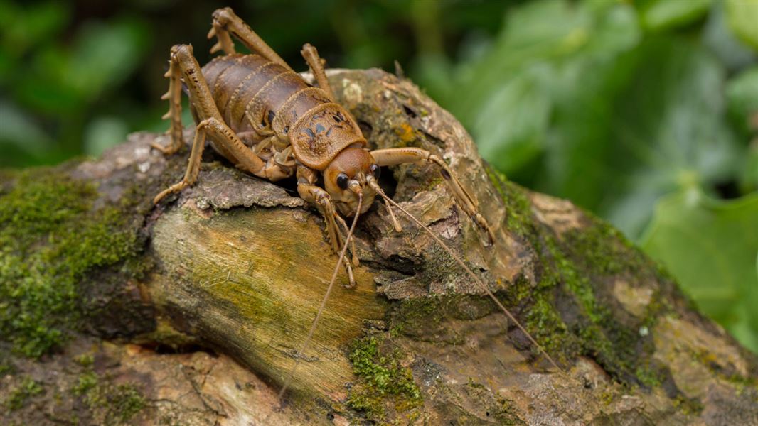 Giant wētā. 