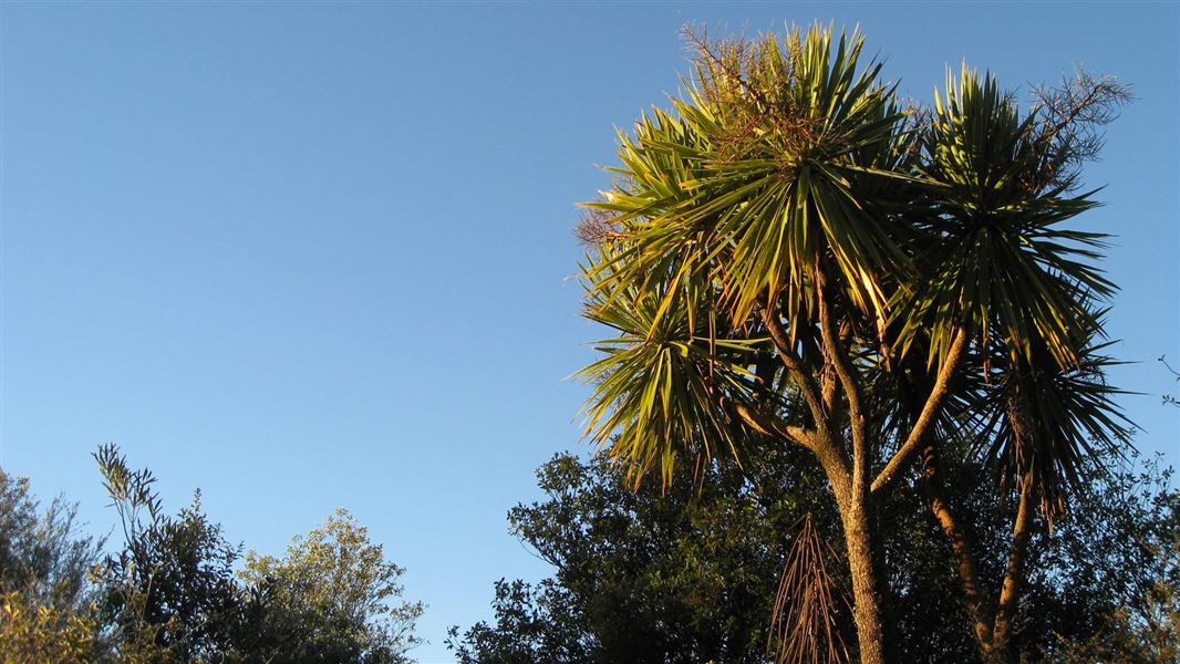 Cabbage tree/tī kōuka.