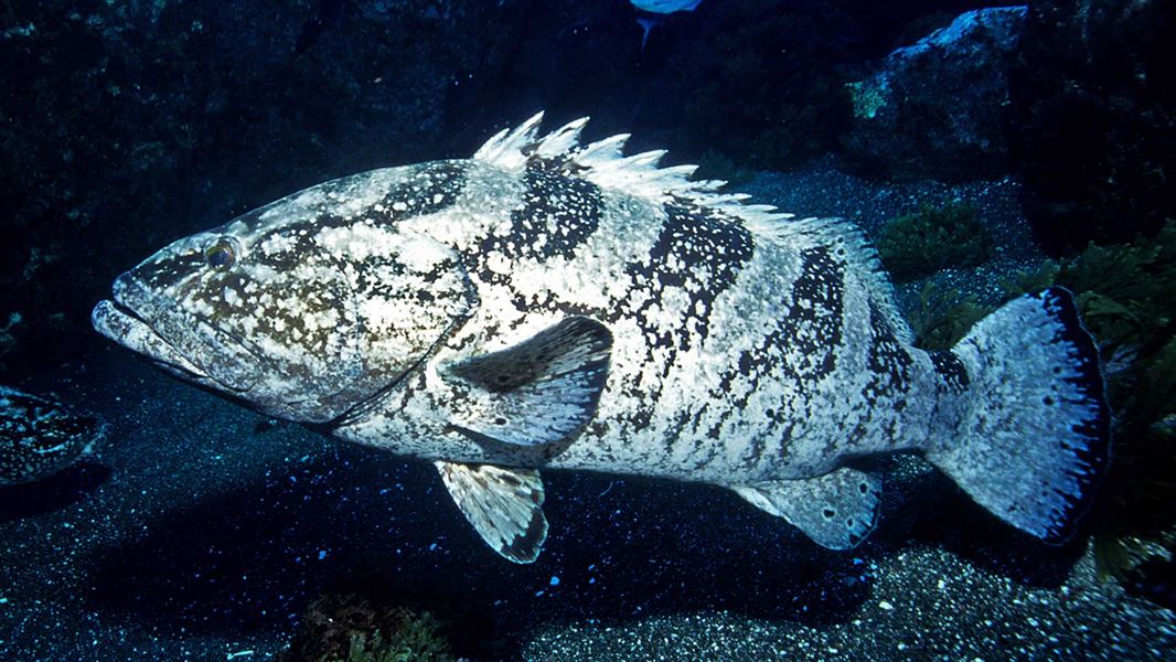Spotted black grouper at Raoul Island. 