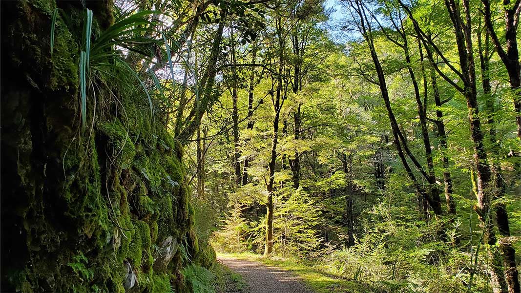 Murray Creek Track