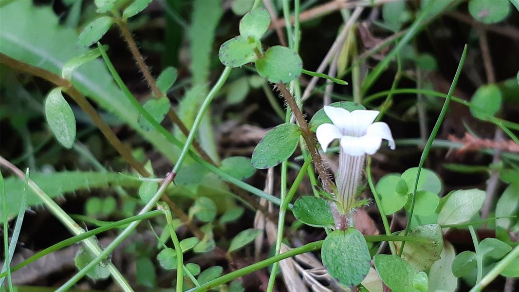 Gratiola concinna