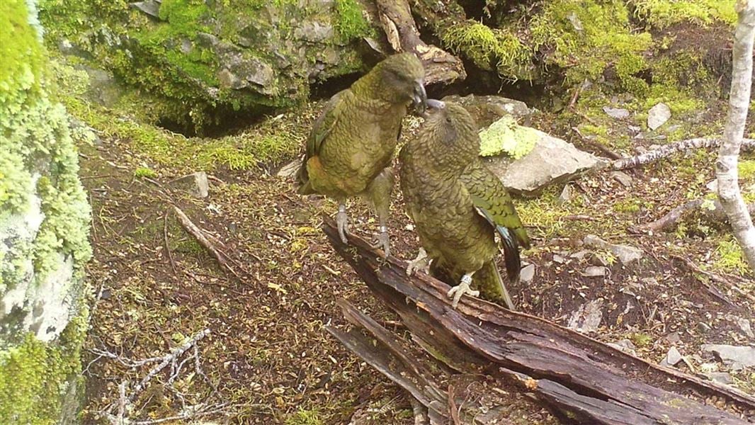 A male bird feeds his partner who is brooding eggs