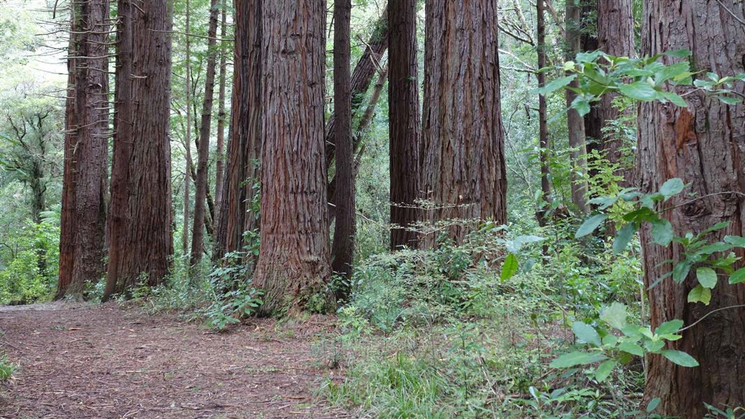 Redwood trees. 