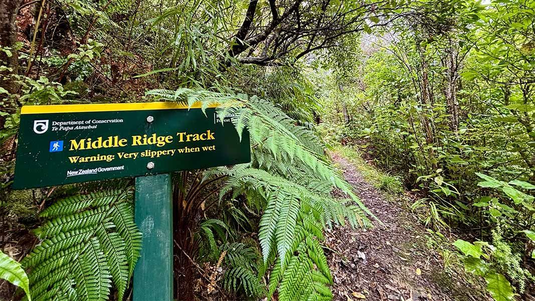 Middle Ridge Track: Remutaka Forest Park, Wellington region